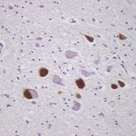 Pathology.jpg